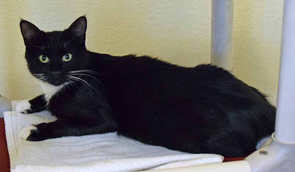 Looking to add some spice to your life? Midnight might be the one. She came to us as a lost cat. We do not know how she will do with other cats, dogs or even young kids. But with any new cat, a slow introduction needs to be done. (Arleigh Movitz/Everett Animal Shelter)