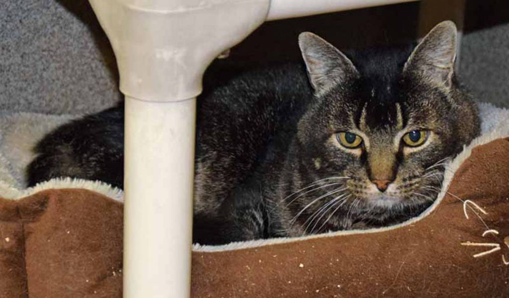 Milo is a senior guy, just 12 years young, who is looking for a sunny window or two to curl up in. (Arleigh Movitz/Everett Animal Shelter)