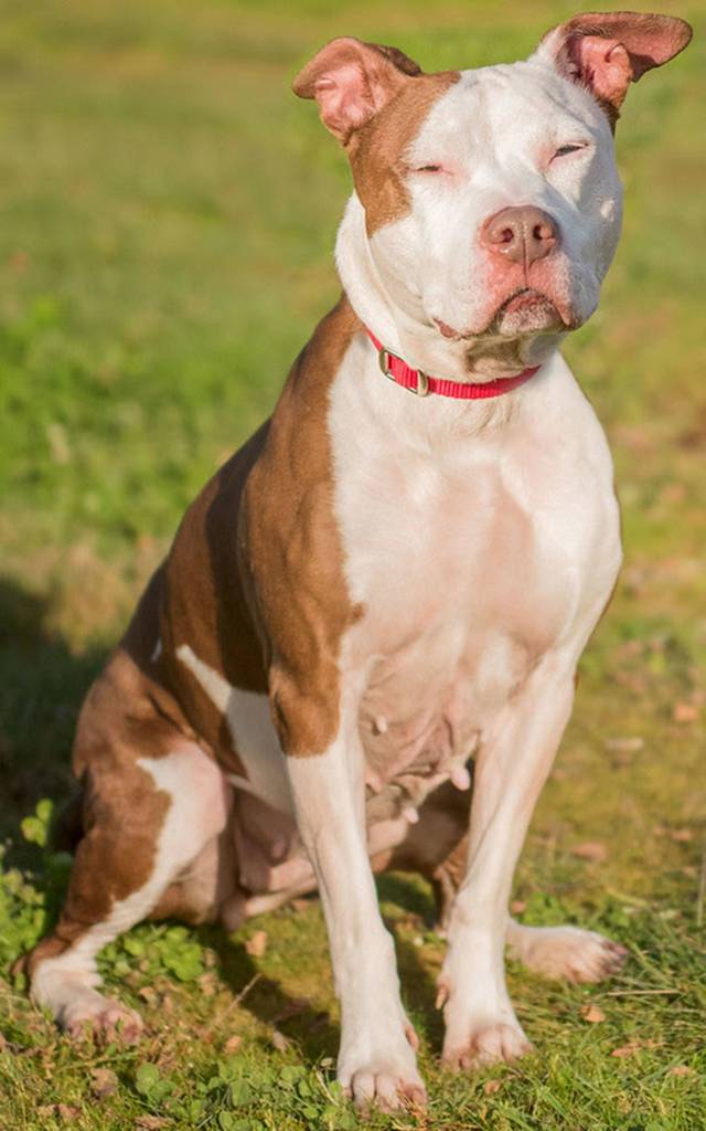 Opal is a fun dog who has been bounced around a bit. She is looking for a permanent home where she will be part of the family. Opal needs a meet and greet with any resident canines and a feline free home. She is very active and will need plenty of daily exercise. (Curt Story/Everett Animal Shelter)