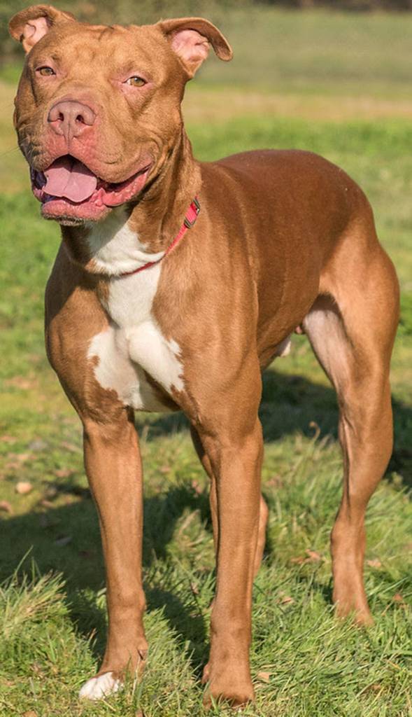 Roscoe is an active fun loving dog looking for a new home! He will need a meet and greet with any resident canines and a feline free home. This guy has energy to burn and will enjoy a large fenced yard. (Curt Story/Everett Animal Shelter)