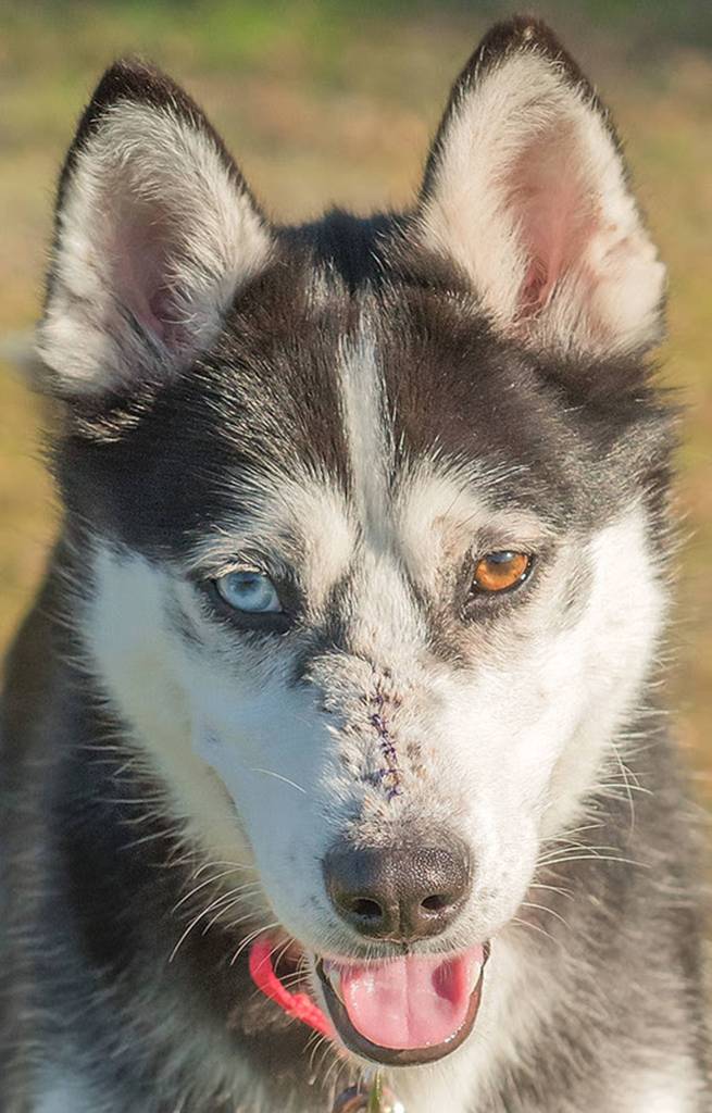 Thunder is a handsome young husky looking for a committed home. He will need a meet and greet with any resident dogs and a feline free home. He is not yet house trained so will need a patient owner. As with most huskies he will need secure confinement when left alone and plenty of daily exercise. Thunder has a genetic medical condition called Zinc-Responsive Dermatosis that will require life time management with a special diet, supplements and medication (see handout in packet). (Curt Story/Everett Animal Shelter)