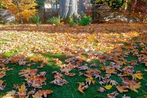 What parents of teenagers can learn from arborists