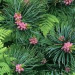 Great Plant Pick: Pinus parviflora, blue-needled Japanese white pine