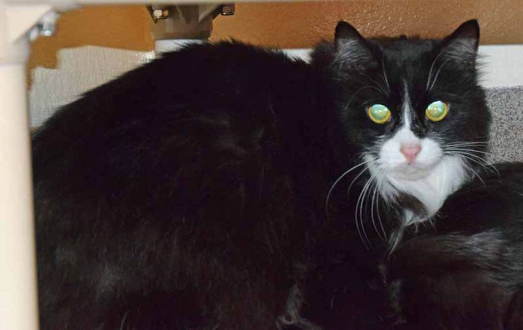 5 year old Tux is looking for a quiet home. Loud noises scare him. Even though he is 10 lbs, he would rather hide than face a loud noise! (Arleigh Movitz/Everett Animal Shelter)
