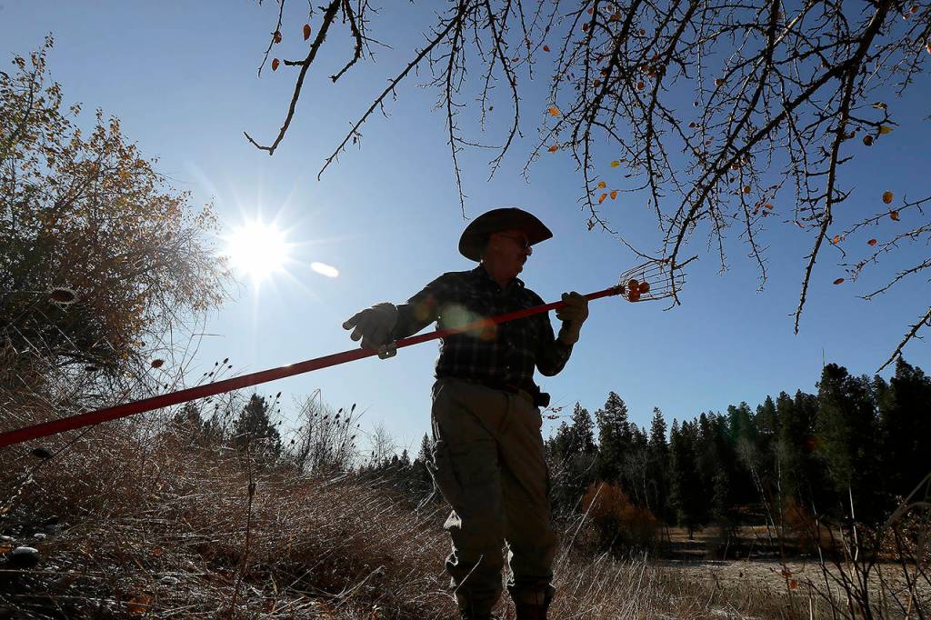 In this Oct. 29 photo, amateur botanist E.J. Brandt, of The Lost Apple Project, examines apples he picked from a tree in an orchard near Troy, Idaho. (AP Photo/Ted S. Warren)