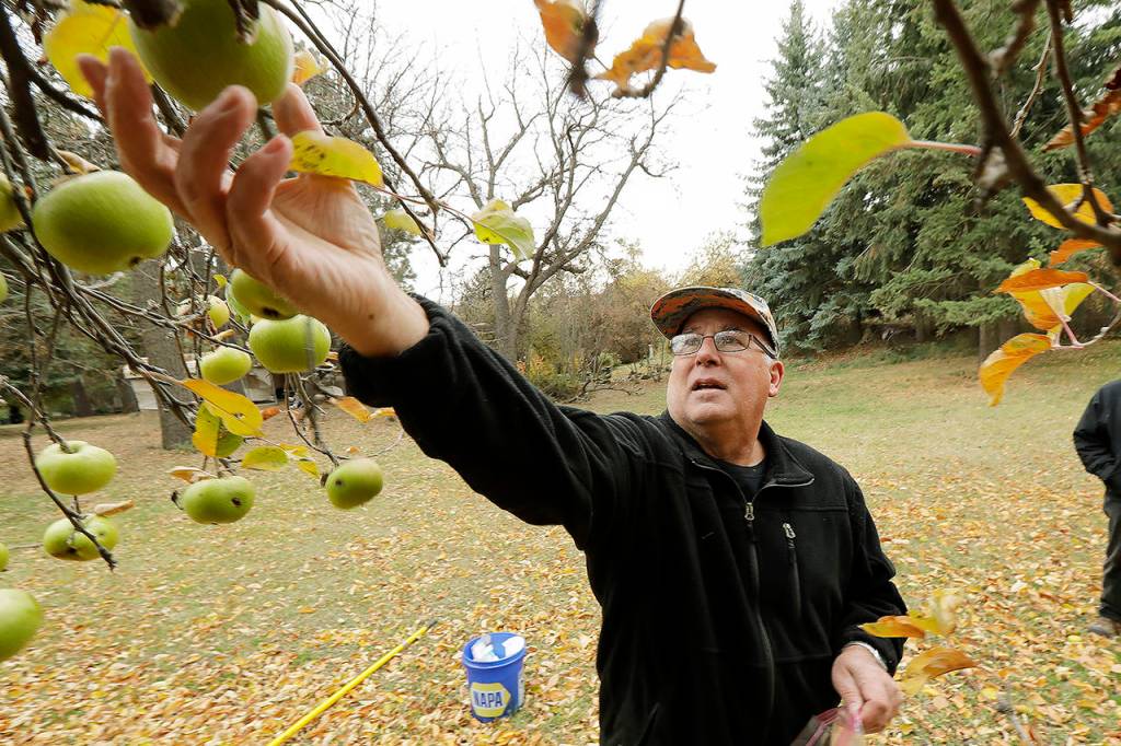 In this Oct. 28 photo, amateur botanist David Benscoter picks an apple that may be of the Clarke variety in an orchard near Pullman. (AP Photo/Ted S. Warren)