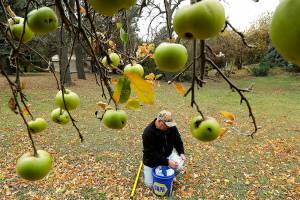 Apple sleuths hunt Northwest for varieties believed extinct