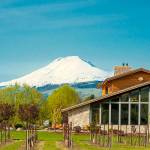 Mount Adams looms over Mt. Hood Winery in the Columbia Gorge, which works with winemaker Rich Cushman and uses estate fruit to produce some of the Pacific Northwests most delicious wines year after year. (Richard Duval Images)