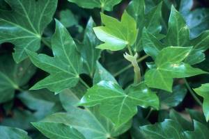 Great Plant Pick: x Fatshedera lizei, fatshedera