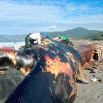 This Nov. 5, 2019 photo provided by Oregon State University shows a 78-foot blue whale that washed ashore near Gold Beach, Oregon. The carcass of the giant blue whale thats been submerged off the Oregon coast for more than three years was hauled to the surface so it can be reassembled, studied and put on public display, scientists with Oregon State University said Friday. The dead whale, which was about as long as two school buses, washed ashore near Gold Beach in 2015. (Michelle Klampe/Oregon State University via AP)