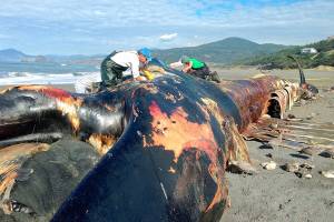 Carcass of giant blue whale brought to surface for study