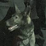 Police dog nabs mugging suspect hiding under deck in Lynnwood