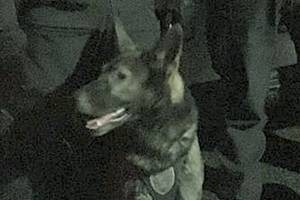 Police dog nabs mugging suspect hiding under deck in Lynnwood