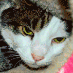 These dogs and cats would be thankful for new forever homes