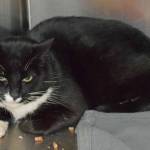 Bandit is a playful guy. He enjoys playing with kids, cats and mellow dogs. Bandit does like to hide until he gets to know his new family. (Arleigh Movitz/Everett Animal Shelter)