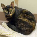 Kappa is a bold and lively cat. She may be petite, but shes got big cattitude! (Arleigh Movitz/Everett Animal Shelter)
