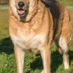 Moose is a very large sensitive dog. He will do best as the only pet in the household. We are told he gets jealous when others are receiving attention it also makes him very anxious. Moose is looking for a calm predictable home that has low traffic and if there are any children they need to be over the age of 12 years. Moose really loves going for walks and is very active. (Curt Story/Everett Animal Shelter)