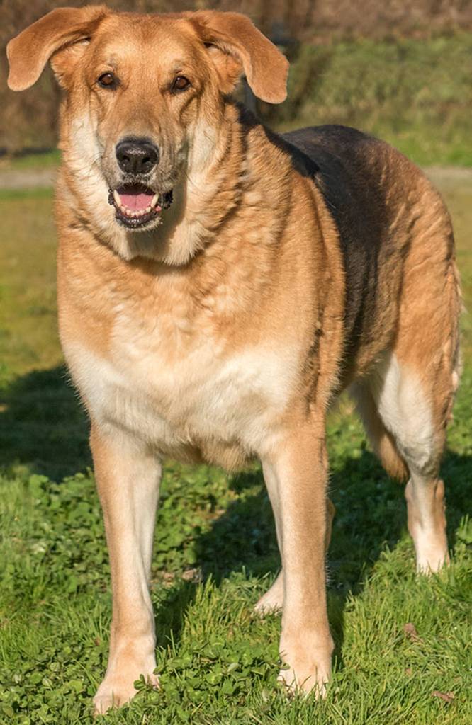 Moose is a very large sensitive dog. He will do best as the only pet in the household. We are told he gets jealous when others are receiving attention it also makes him very anxious. Moose is looking for a calm predictable home that has low traffic and if there are any children they need to be over the age of 12 years. Moose really loves going for walks and is very active. (Curt Story/Everett Animal Shelter)