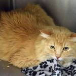 6 year old Peach is shy when she first meets people but give her some time to get to know you and she becomes a snuggle bug. (Arleigh Movitz/Everett Animal Shelter)