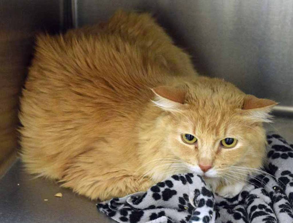 6 year old Peach is shy when she first meets people but give her some time to get to know you and she becomes a snuggle bug. (Arleigh Movitz/Everett Animal Shelter)