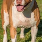 Red is a handsome guy looking for an active forever home! He loves going on adventures and playing nonstop. He knows several commands and enjoys riding in the car. Red cannot live with cats and is not suited for apartments. He will need and meet and greet with any resident dog and any children in the home should be over 6 years old. (Curt Story/Everett Animal Shelter)