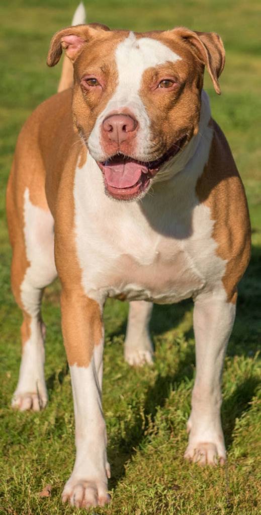 Red is a handsome guy looking for an active forever home! He loves going on adventures and playing nonstop. He knows several commands and enjoys riding in the car. Red cannot live with cats and is not suited for apartments. He will need and meet and greet with any resident dog and any children in the home should be over 6 years old. (Curt Story/Everett Animal Shelter)