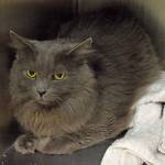 3 year old Romeo is looking for a quiet, predictable home to call his own. He will need an adult only home. (Arleigh Movitz/Everett Animal Shelter)