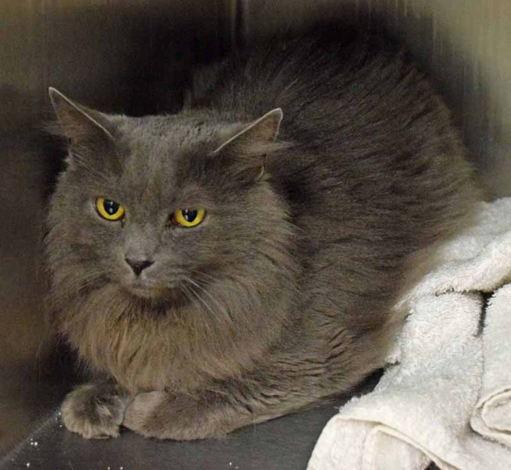 3 year old Romeo is looking for a quiet, predictable home to call his own. He will need an adult only home. (Arleigh Movitz/Everett Animal Shelter)