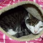 Squirts previous owner said Squirt is very sweet and gets along with cats, dogs and people of all ages. He loves to keep you company and watch a movie with you or help you read your favorite book. At 15 years young, Squirt is a quiet, loving companion. (Arleigh Movitz/Everett Animal Shelter)