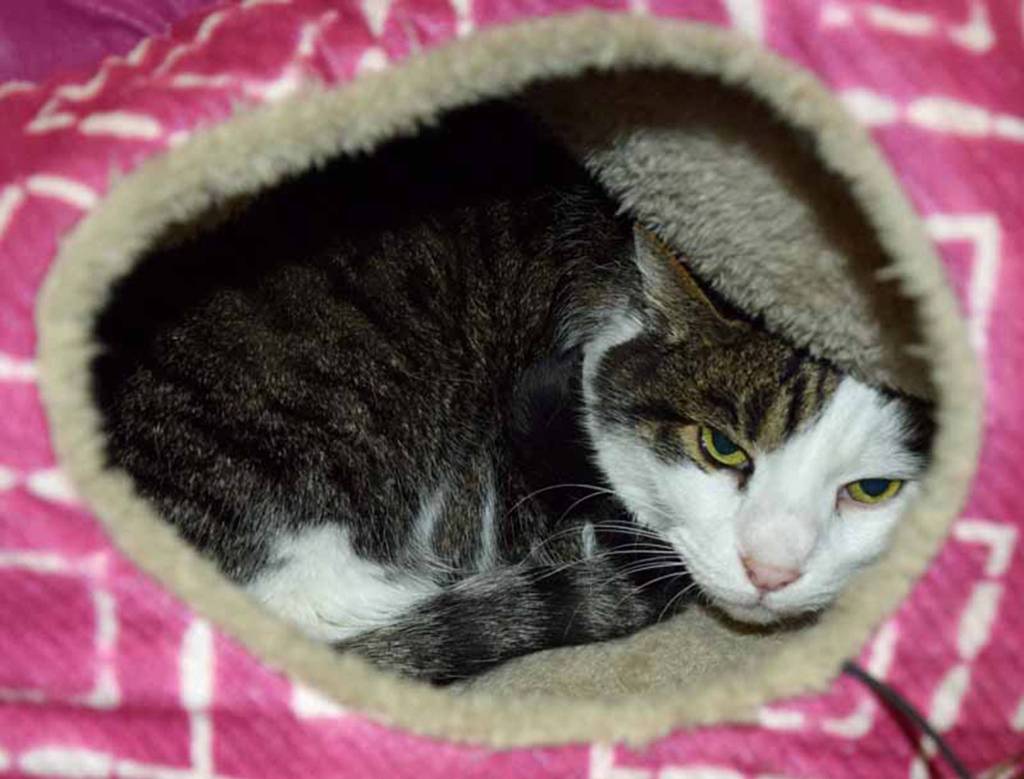 Squirts previous owner said Squirt is very sweet and gets along with cats, dogs and people of all ages. He loves to keep you company and watch a movie with you or help you read your favorite book. At 15 years young, Squirt is a quiet, loving companion. (Arleigh Movitz/Everett Animal Shelter)