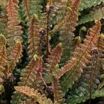Great Plant Pick: Blechnum penna-marina, alpine water fern