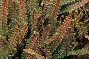 Great Plant Pick: Blechnum penna-marina, alpine water fern