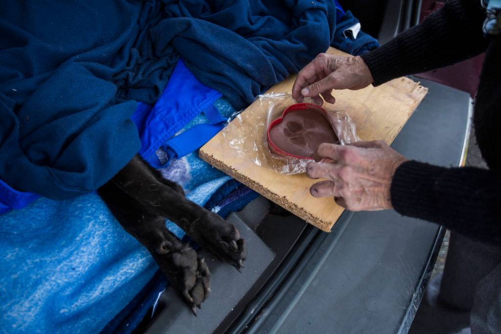 David Haarsager takes a heart-shaped clay paw print impression of Sprite, a 12-year-old dog that passed away in Lynnwood. (Olivia Vanni / The Herald)