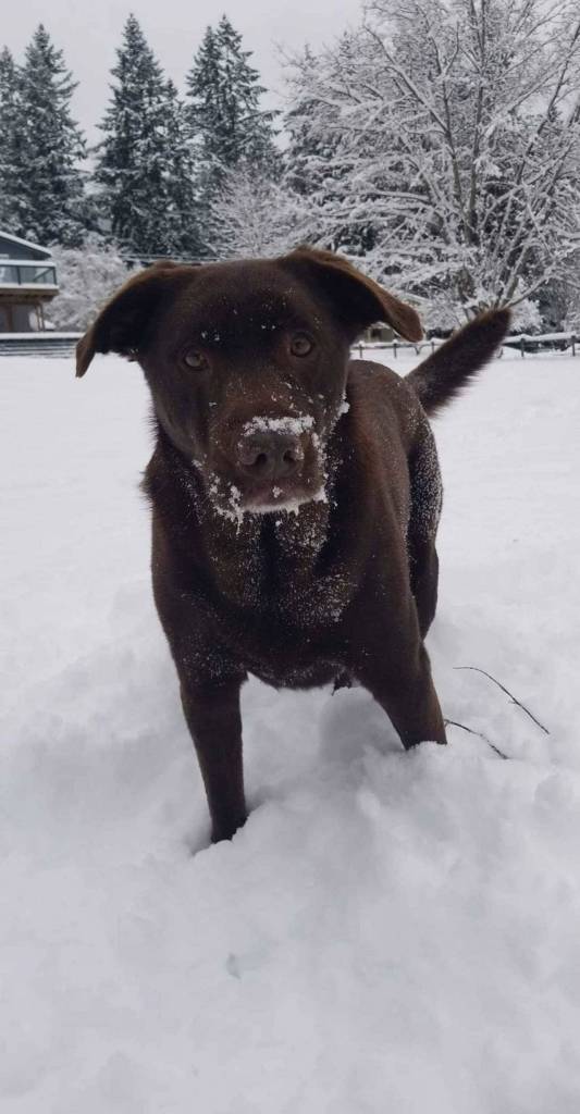 Coco the chocolate lab passed away in October. She was 9. (Tim Connor)