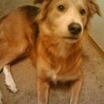 Dolly the golden retriever-German shepherd mix died in 2015. She was 4 years old. (Kurt Menzer)