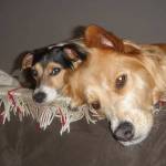 Duke, a Jack Russell terrier, and Dolly, a golden retriever-German shepherd, both are now gone. Duke was 13 and Dolly was 4. (Kurt Menzer)