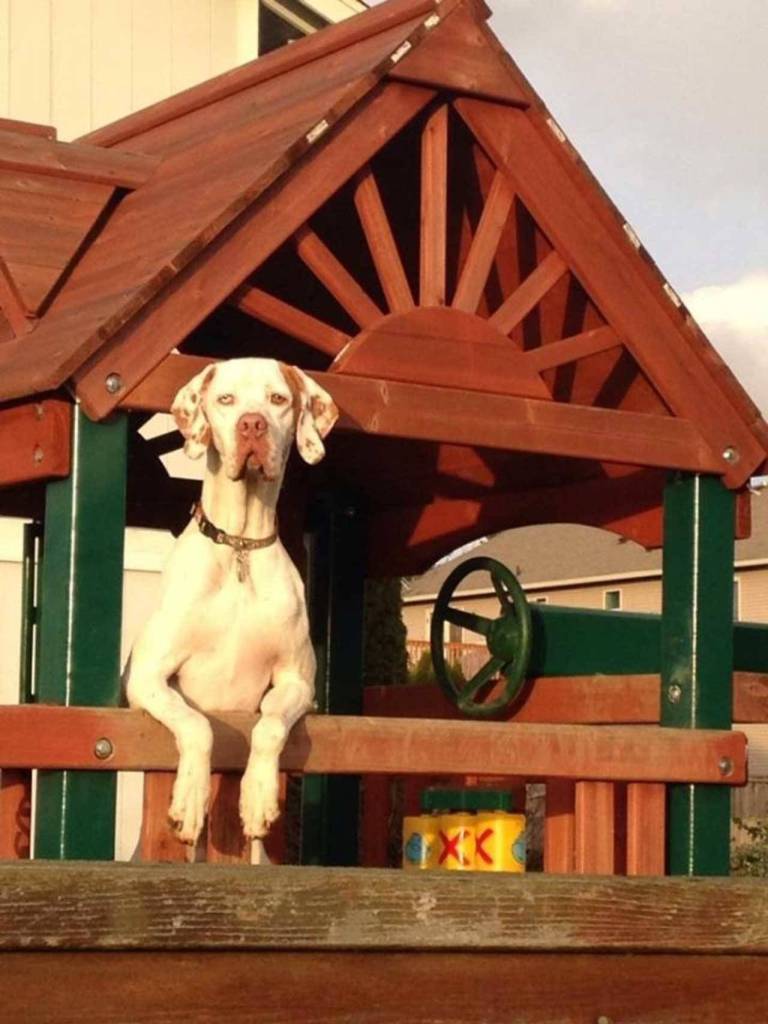 Lammy, an English pointer with a severe autoimmune disease, passed away this November. He was 6. (Sarah Niemer)