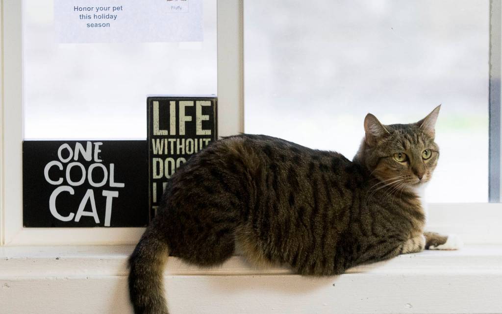 Lexa hangs out in a window frame in the lobby at the Camano Animal Shelter Association on Nov. 15. (Andy Bronson / The Herald)