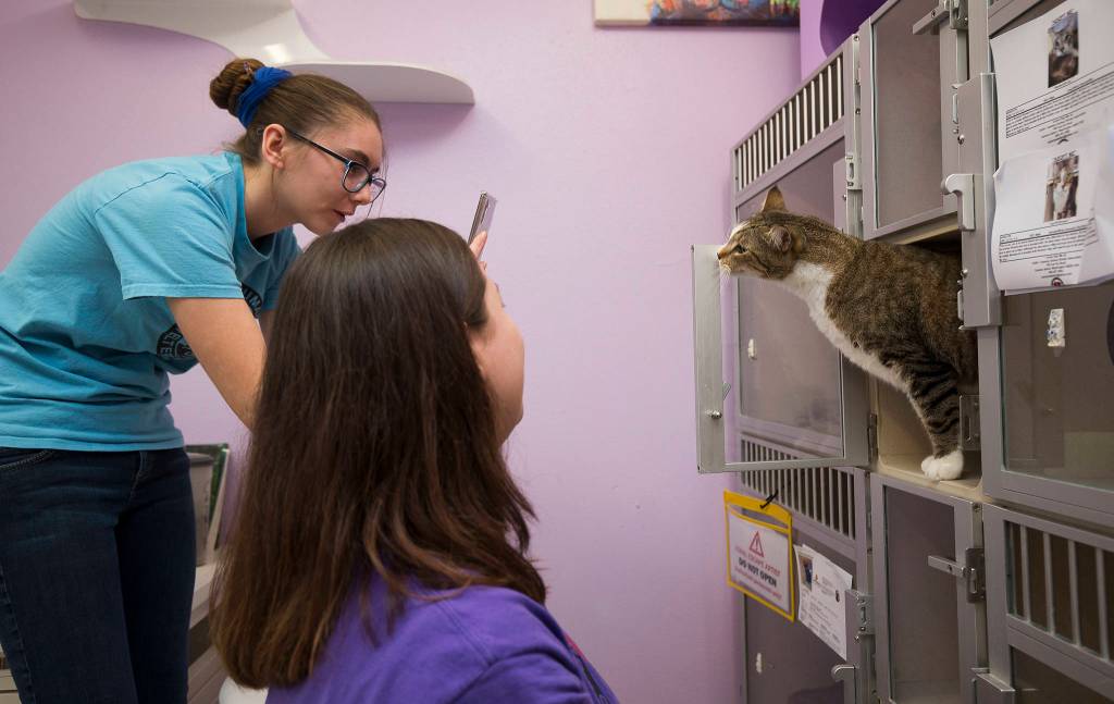 Jillian Trujillo (left) and Kiana Quinores try to get a cat named Leo to pose for a photo on Nov. 15. (Andy Bronson / The Herald)