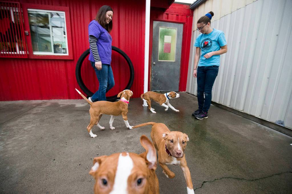 Jillian Trujillo (right) and Kiana Quinores play with a litter of puppies in the dog run at the Camano Animal Shelter Association on Nov. 15. (Andy Bronson / The Herald)