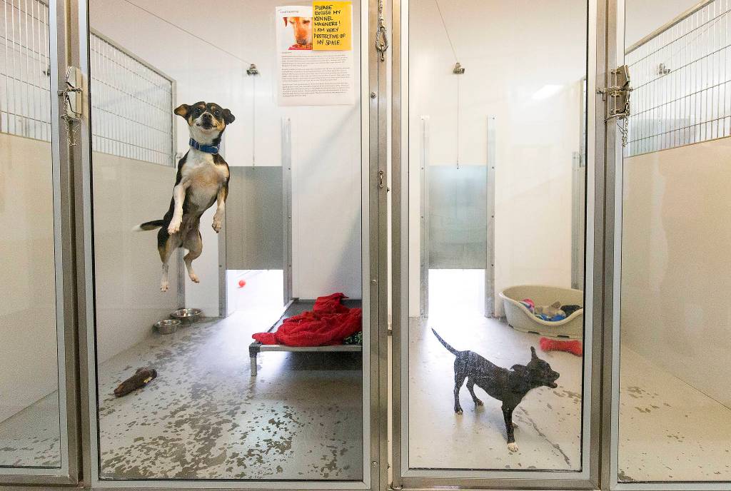 When visitors show up, one dog leaps high at the Camano Animal Shelter Association on Nov. 15 in Camano Island.. (Andy Bronson / The Herald)