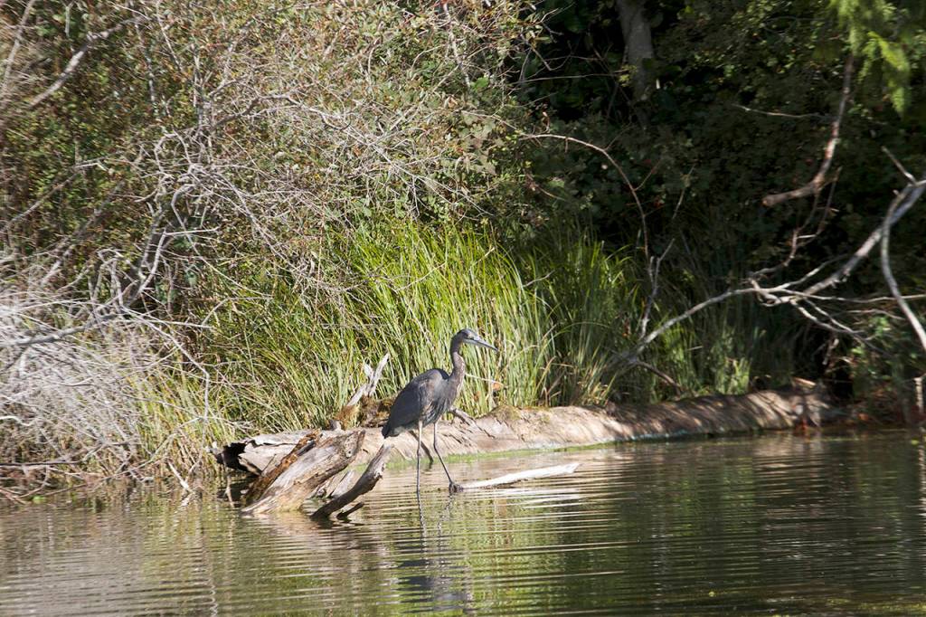Herons and other wildlife are common sights on Pass Lake, located near Deception Pass. (Mike Benbow)