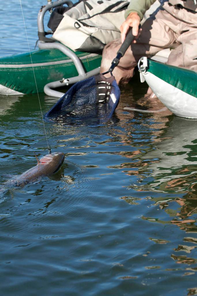 Chuck Morrison of Marysville prepares to net a trout before letting it go under the lakes catch-and-release rules. (Mike Benbow)