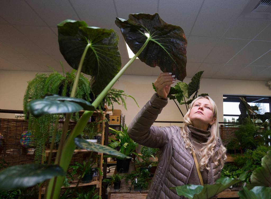 Photos by Andy Bronson / The Herald                                 Julia Banker looks at an Elephant Ear Serendipity while browsing for plants at HousePlants Galore on Everett Mall Way.