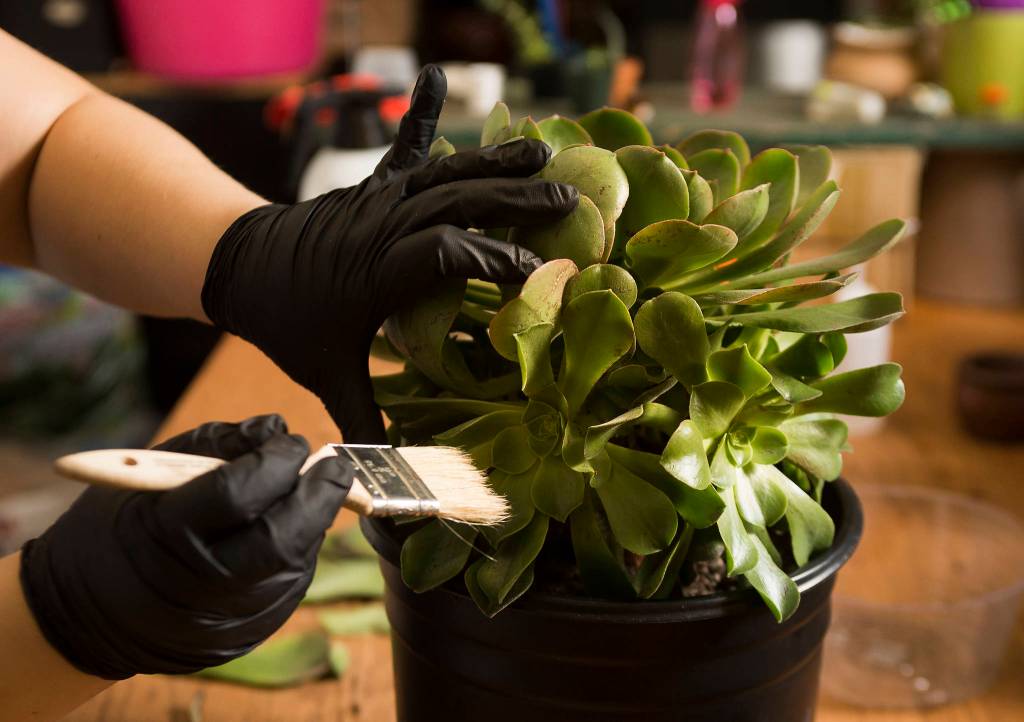 Every plant gets a thorough cleaning and exam at Houseplants Galore on Everett Mall Way. (Andy Bronson / The Herald)