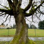The Norton Ball Field on Wednesday morning. (Sue Misao / The Herald)