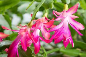 Christmas cacti: The houseplant that keeps on giving — forever
