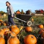 Ilana Balint walks through the pumpkin patch at Stocker Farms in Snohomish on Oct. 23. (Kevin Clark / Herald file)