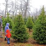 A family searches for a tree in the only Christmas tree farm in Kodiak, Alaska on Nov. 29. Kodiak might seem like the perfect place to find a Christmas tree, but its native spruce trees are not the ideal Christmas tree material. In 2006, Todd Dorman converted a Bells Flats property previously used to raise pigs into a tree farm. He planted more than 30 varieties of trees, unsure of which would be successful in the islands wet climate. (Iris Samuels / Kodiak Daily Mirror)