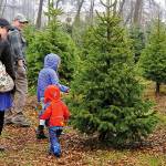 Viewpoints: Search for perfect Christmas tree gets tougher